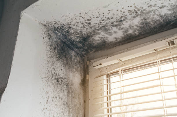 Affordable Mold Removal solutions in Broadway, VA